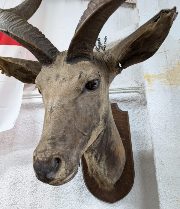 Taxidermy Kudu Head Possible Missionary Souvenir from The Burrswood Christian Retreat Tunbridge Wells by repute