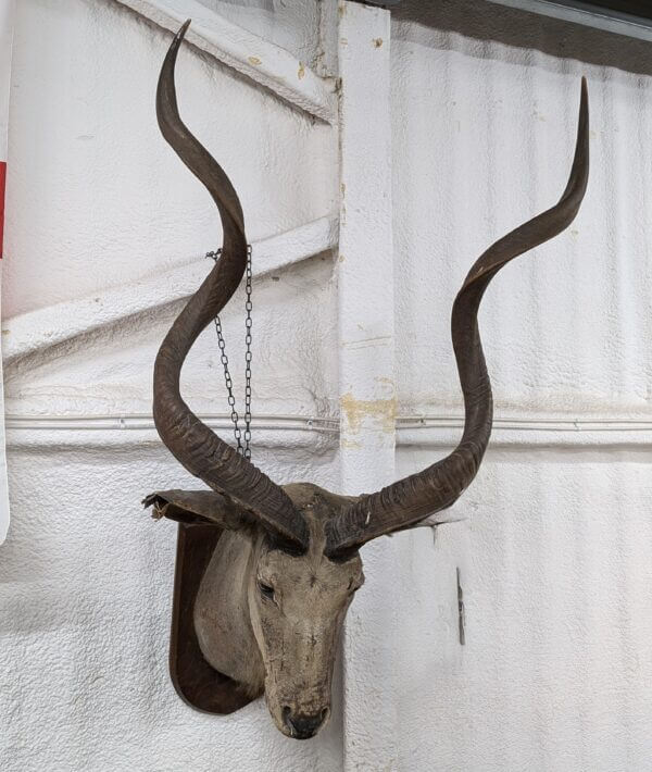 Taxidermy Kudu Head Possible Missionary Souvenir from The Burrswood Christian Retreat Tunbridge Wells by repute