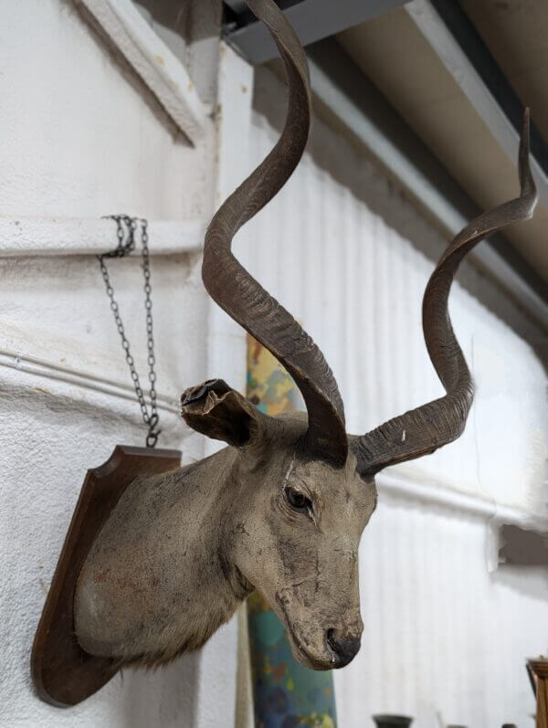 Taxidermy Kudu Head Possible Missionary Souvenir from The Burrswood Christian Retreat Tunbridge Wells by repute