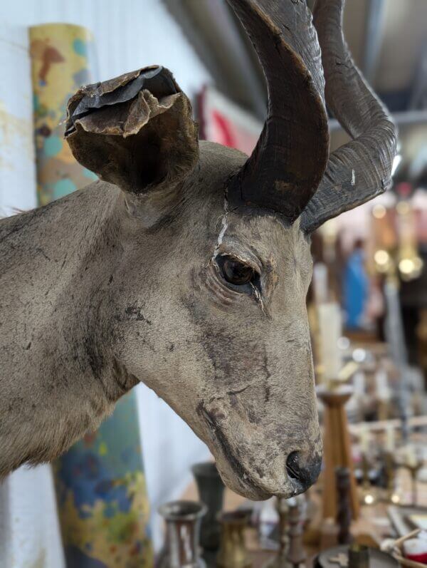 Taxidermy Kudu Head Possible Missionary Souvenir from The Burrswood Christian Retreat Tunbridge Wells by repute