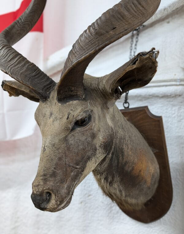 Taxidermy Kudu Head Possible Missionary Souvenir from The Burrswood Christian Retreat Tunbridge Wells by repute