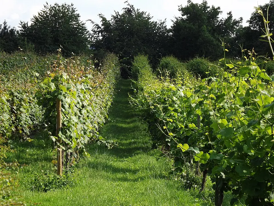 Rows of vines between grass paths at Denbies Wine Estate near Dorking