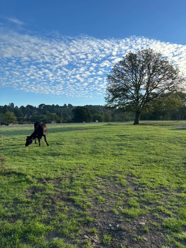 A horse grazing in a green field under a big sky near Betchworth, with the wooded Surrey Hills beyond